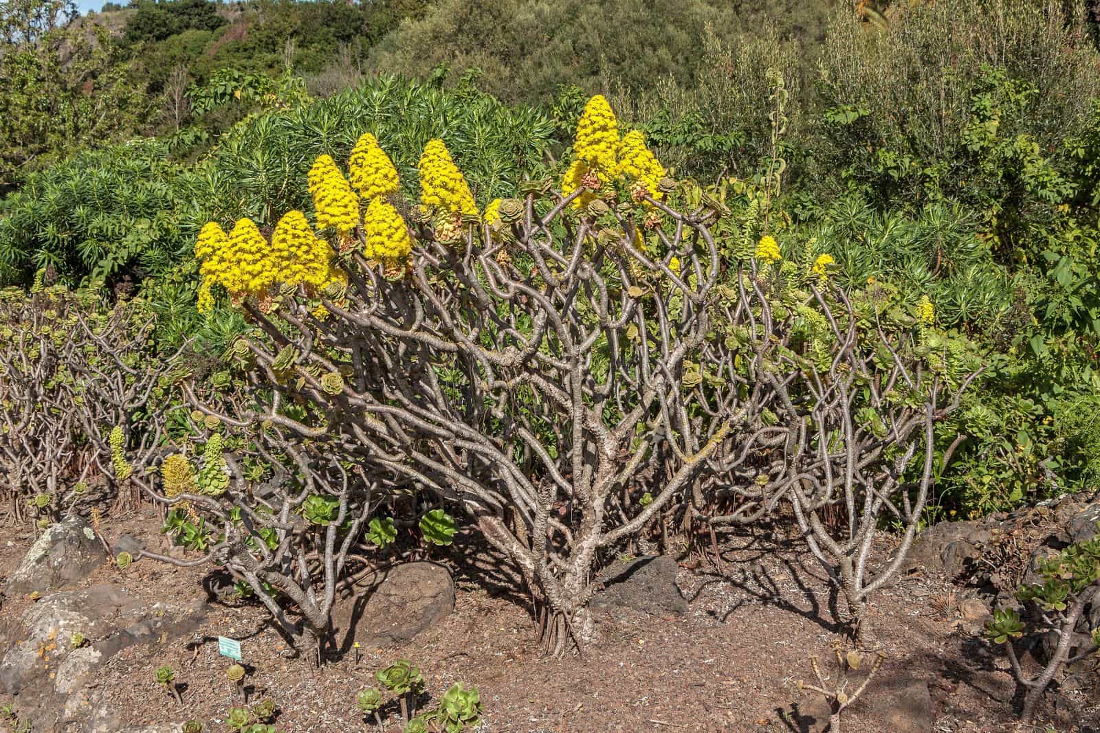 Un aeonium in fiore fra le piante del Jardín Botánico Canario Viera y Clavijo