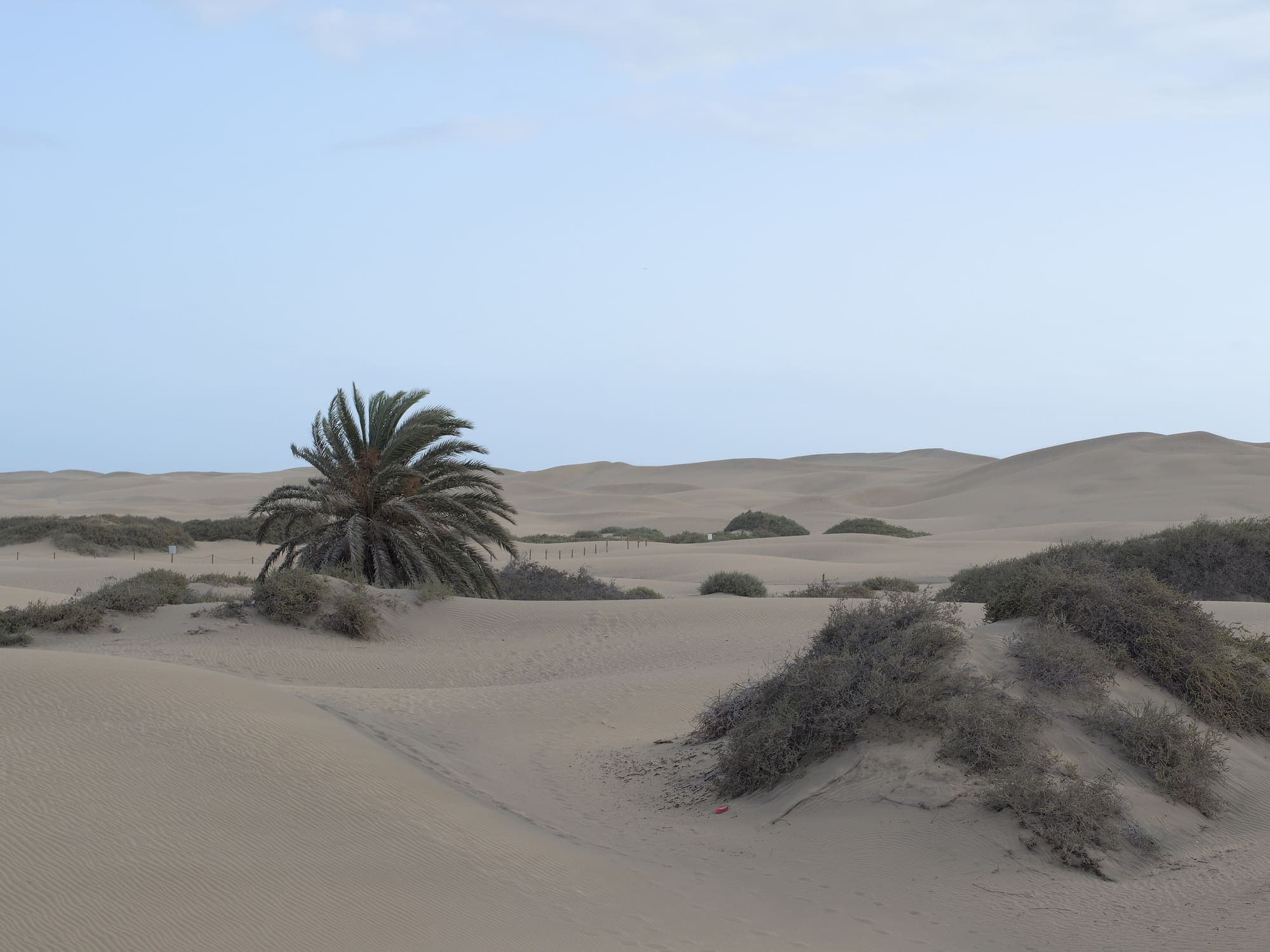 Le dune di Maspalomas con una palma e i cespugli della riserva