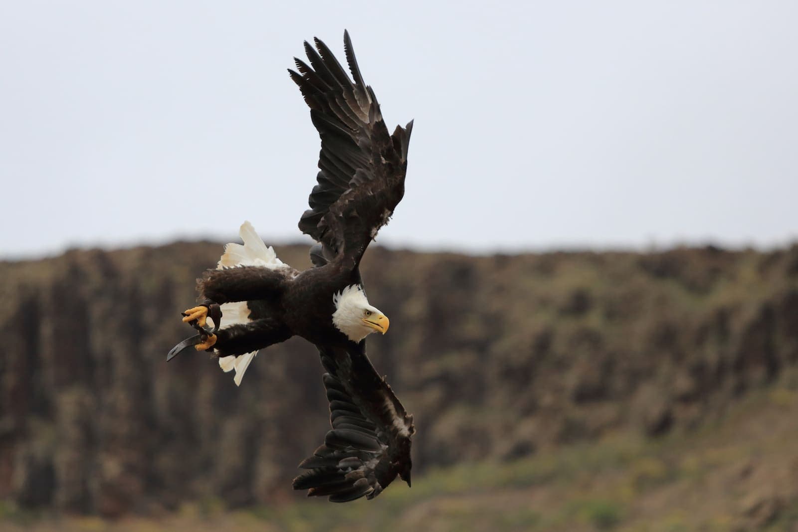 Un'aquila di mare testabianca in volo a Palmitos Park