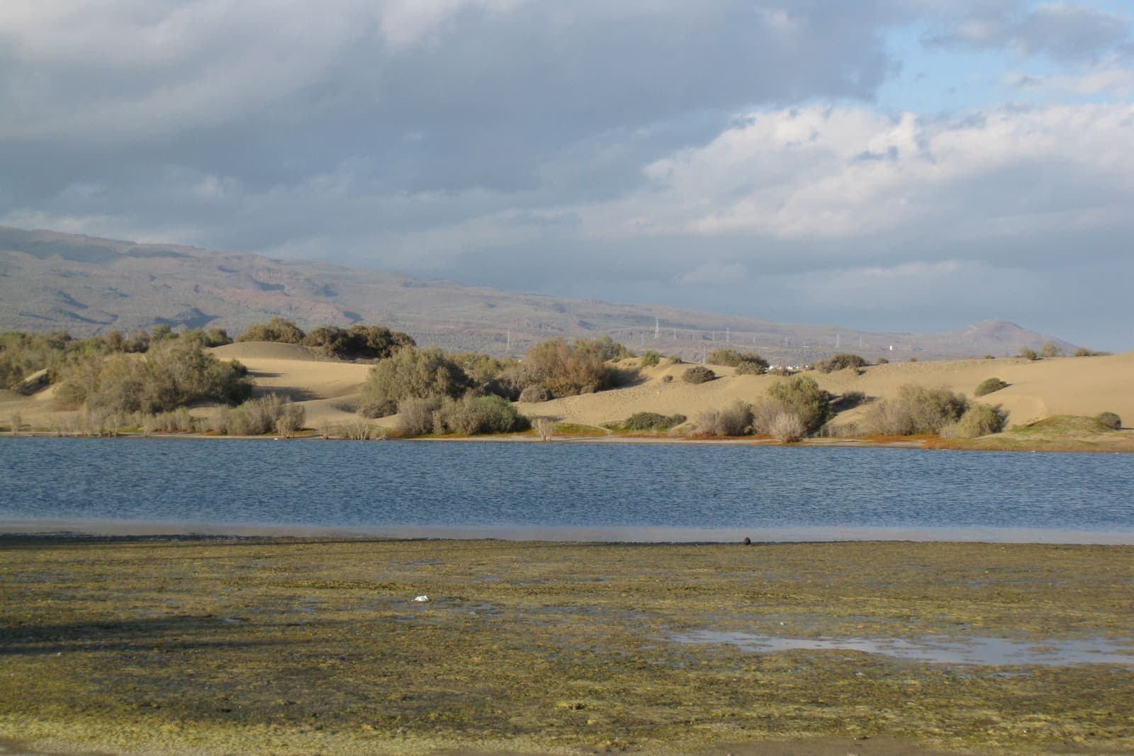 La laguna della Charca di Maspalomas con le dune e i cespugli della riserva alle spalle