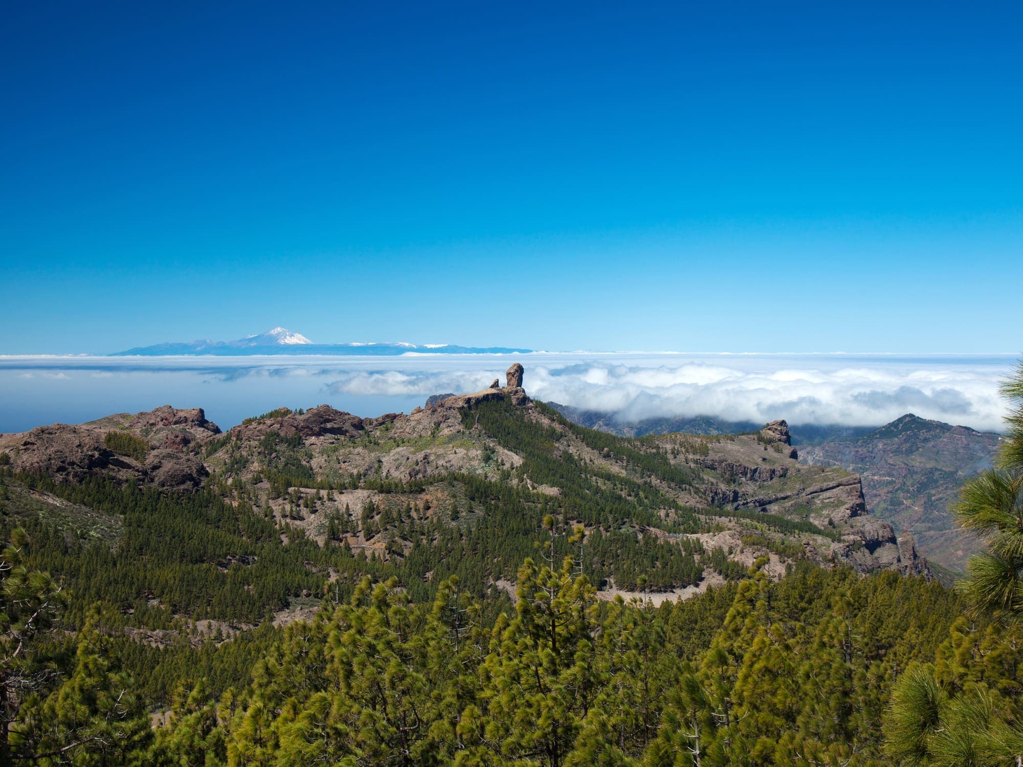 Il Roque Nublo sulla cresta fra i pini canari, con il Teide di Tenerife sopra il mare di nubi