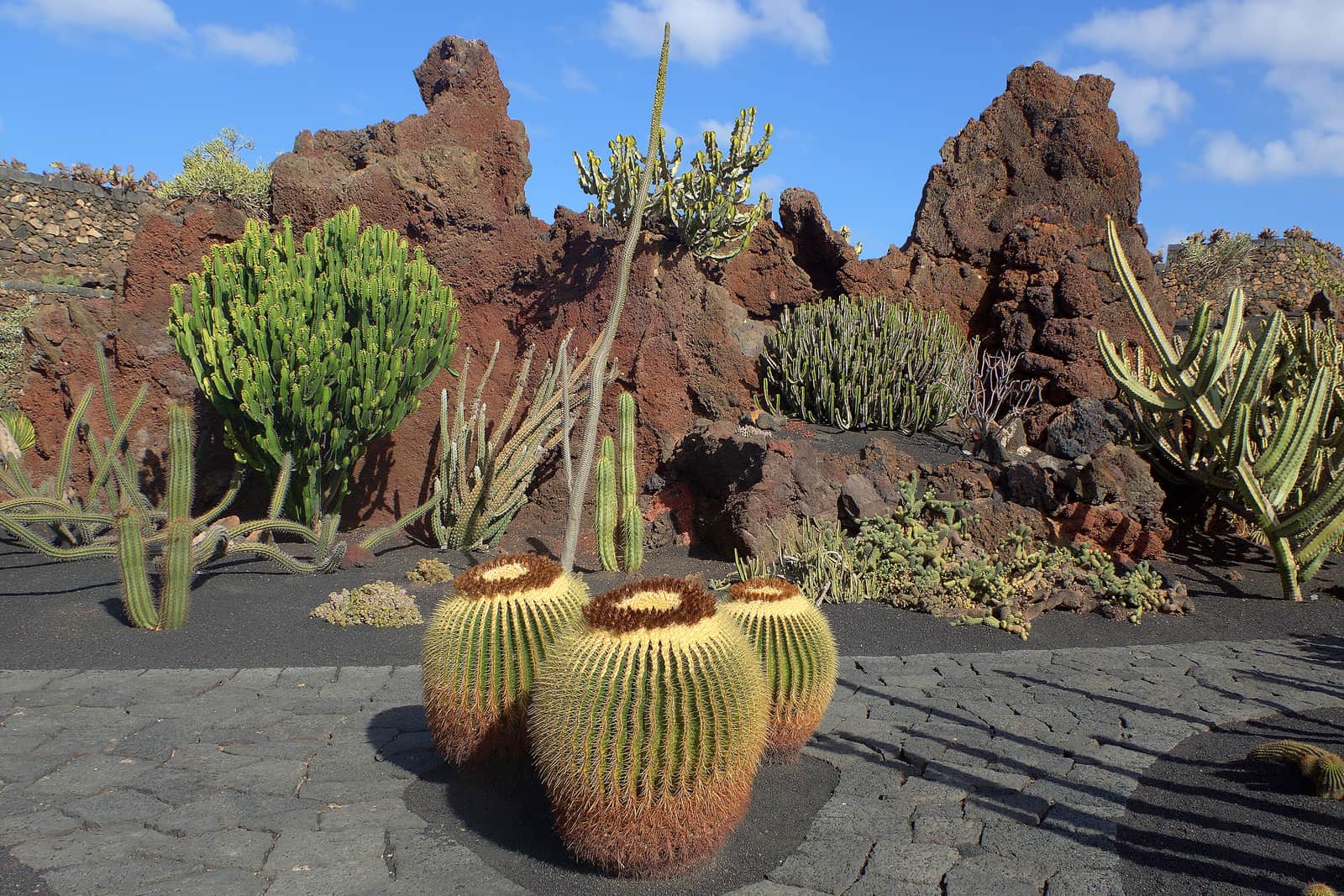 Cactus e rocce di lava nel Jardín de Cactus di Guatiza, opera di César Manrique