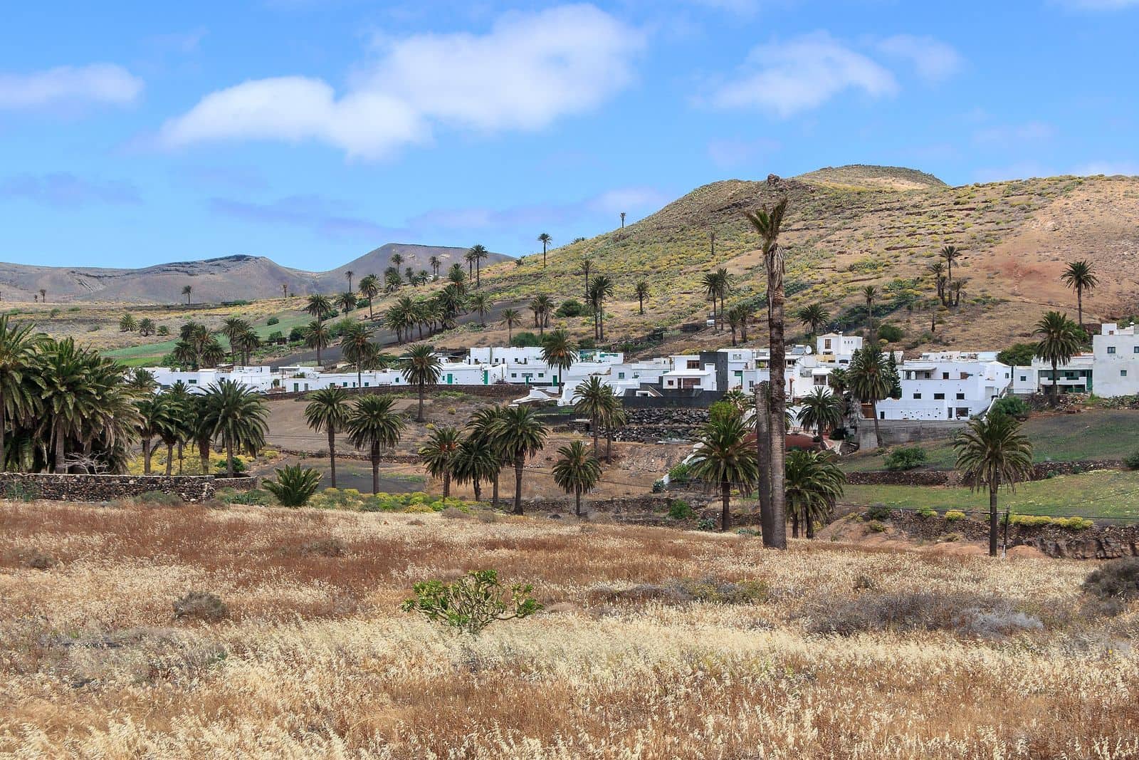 Le case bianche di Haría fra le palme, nella valle del nord di Lanzarote