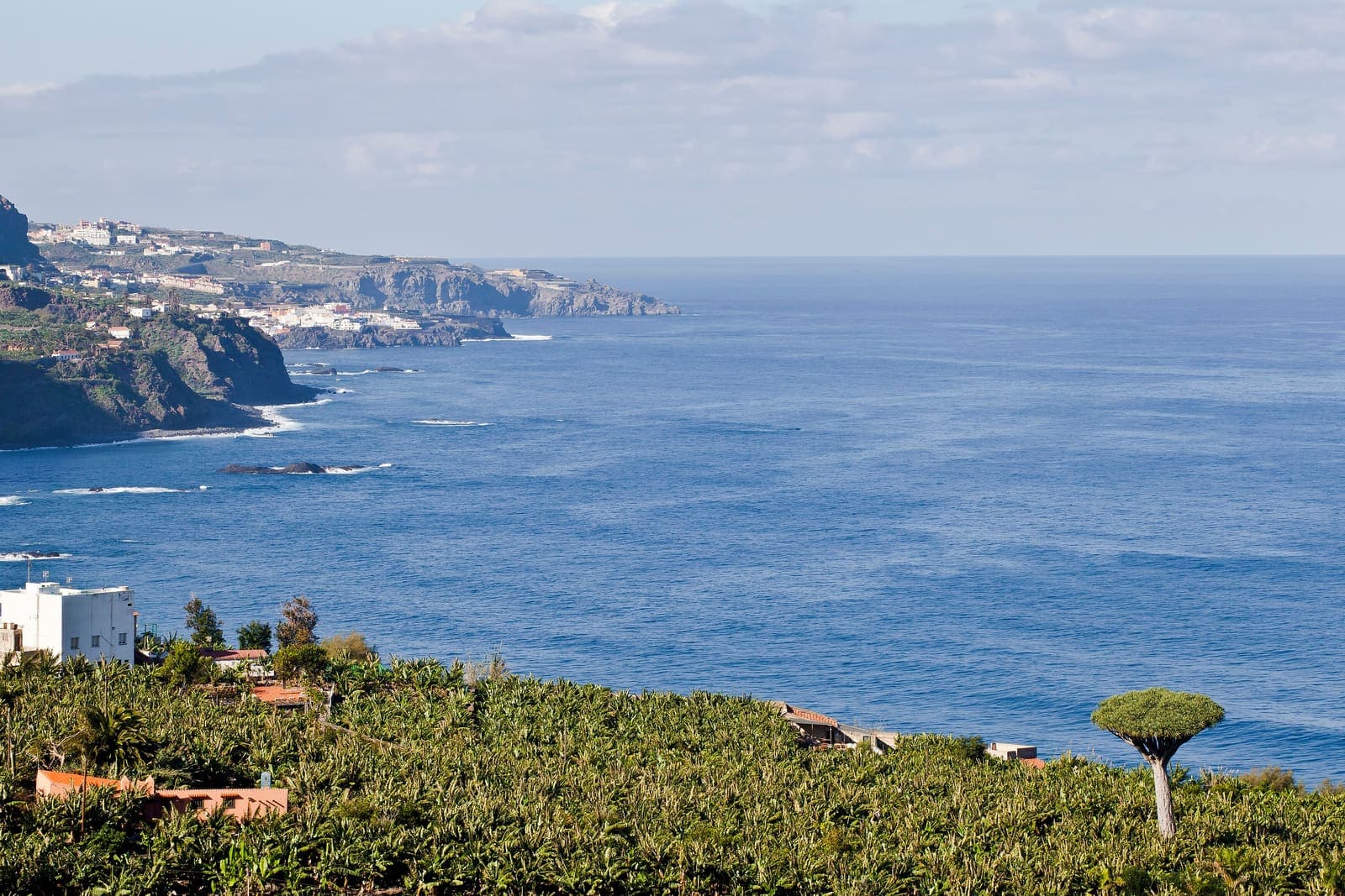 La costa nord di Tenerife dal Mirador de San Pedro a Los Realejos: bananeti, un drago e l'oceano