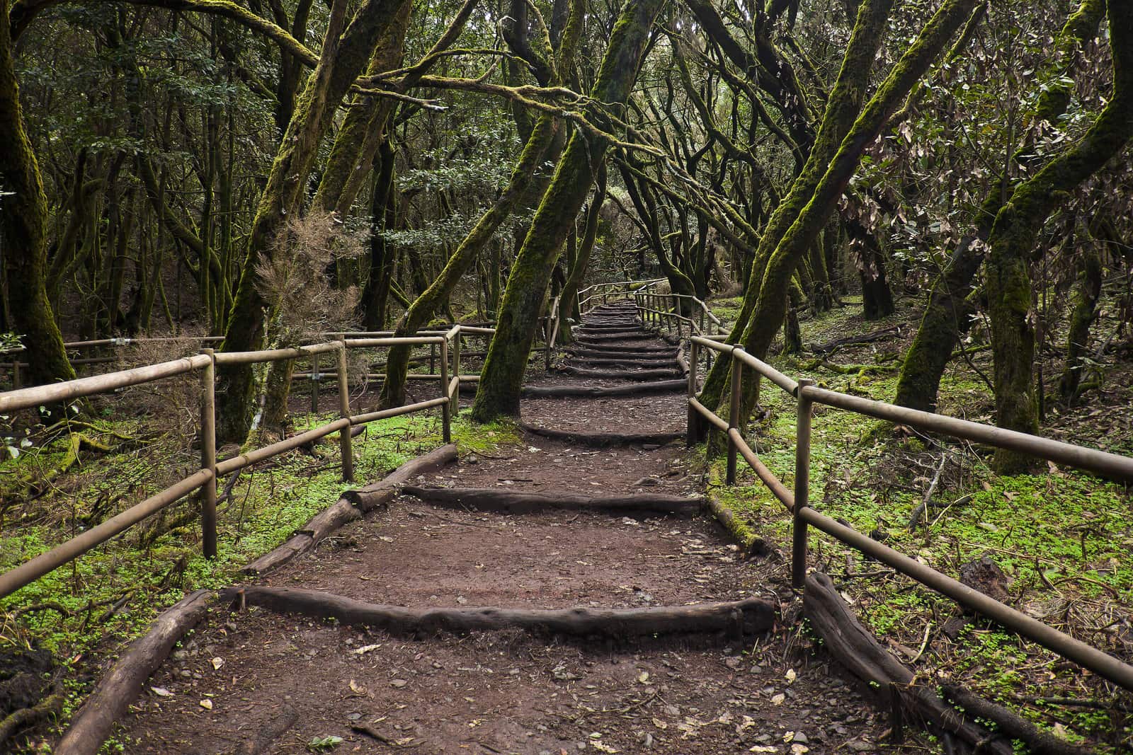 Un sentiero a gradini nel bosco di laurisilva del Parco Nazionale di Garajonay, a La Gomera