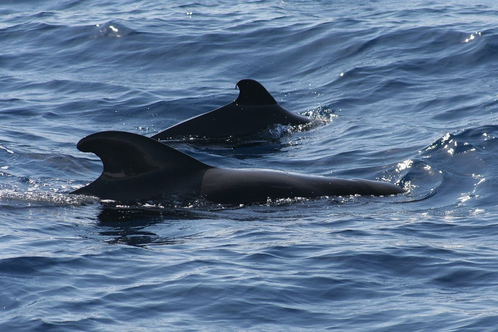 Due globicefali che affiorano in mare aperto tra Tenerife e La Gomera