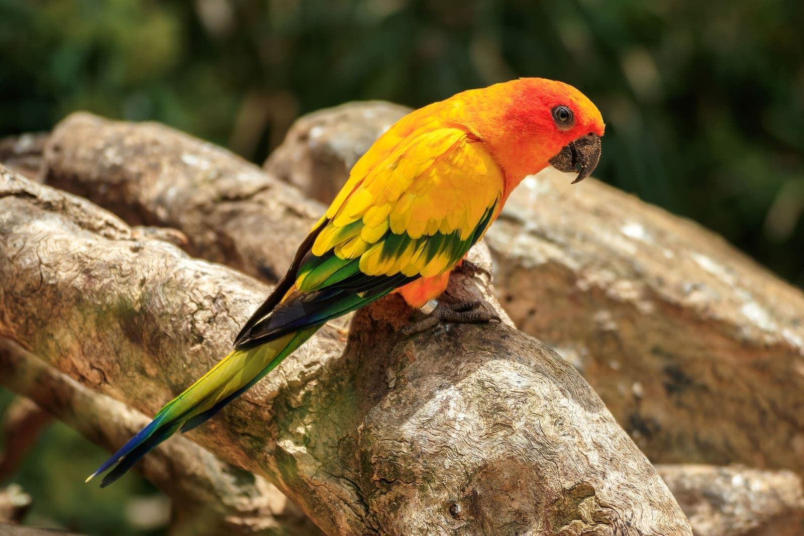 Un parrocchetto del sole dalle piume gialle, arancio e verdi, appoggiato su un tronco al Loro Parque
