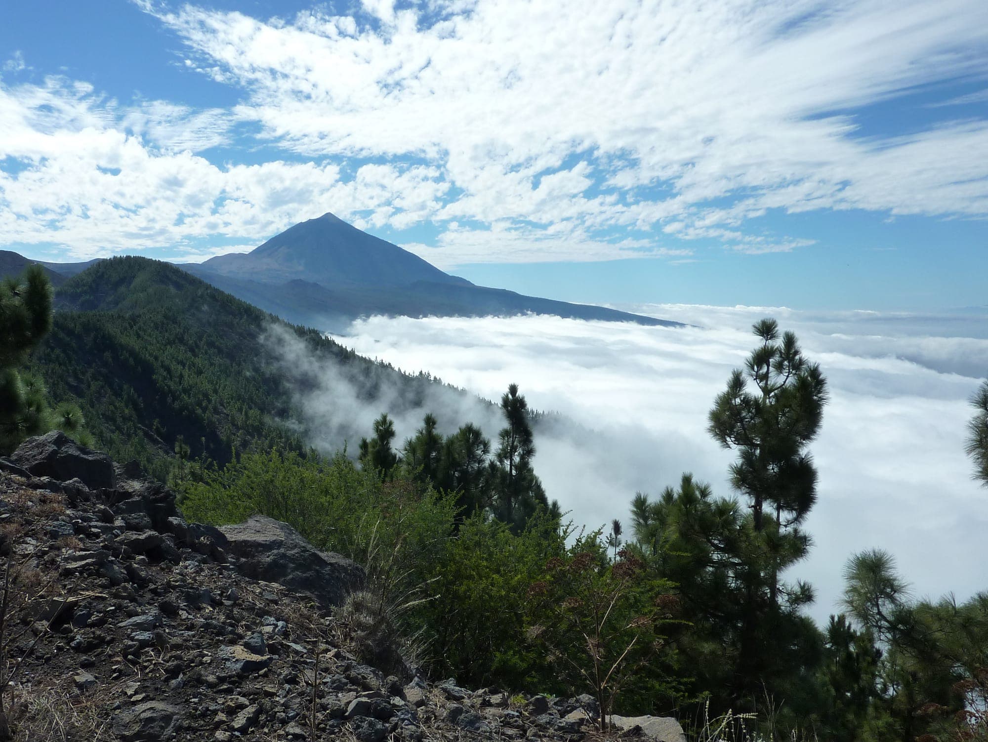 Il Teide che emerge sopra il mare di nuvole, con pini canari in primo piano
