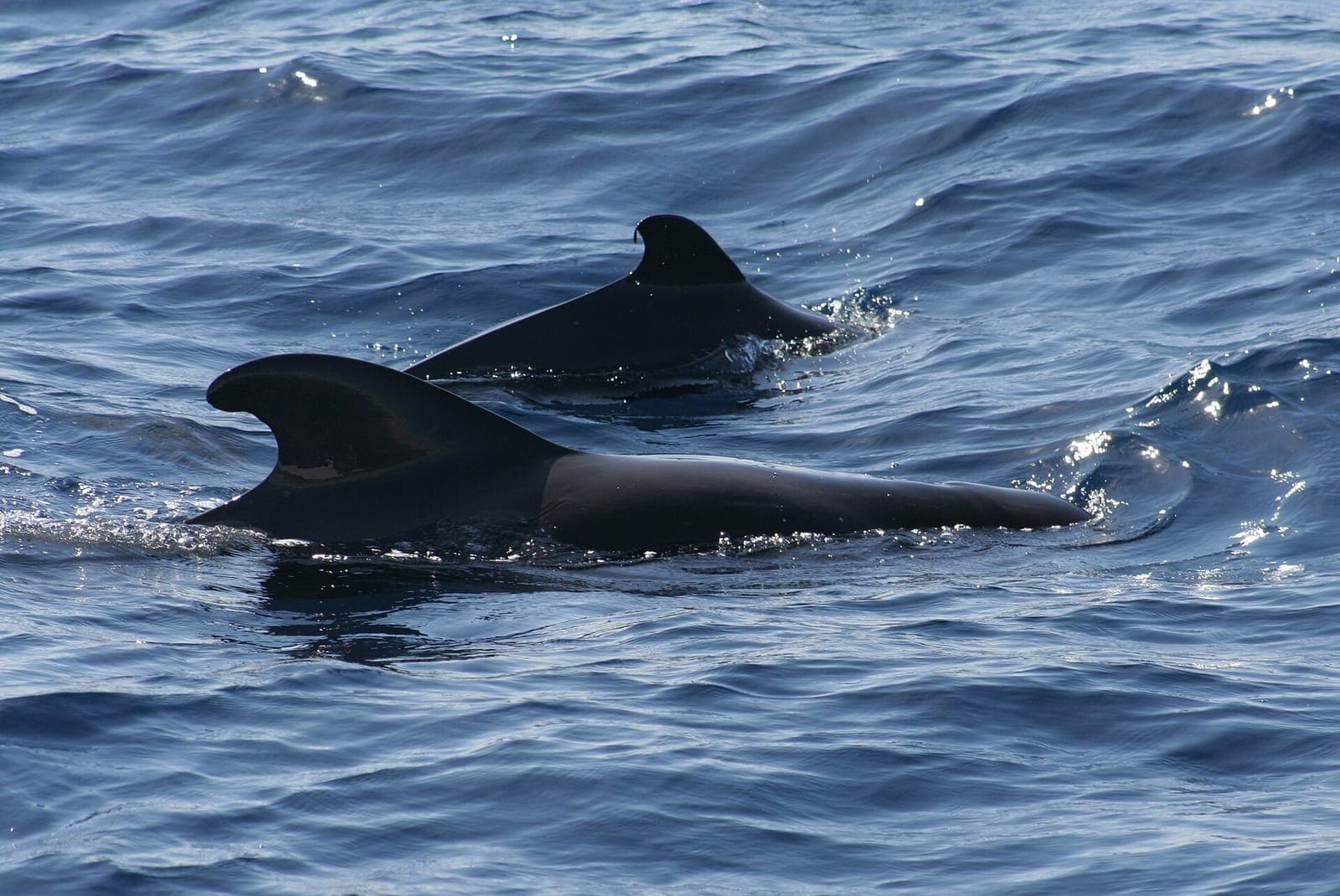 Due globicefali che affiorano in mare aperto tra Tenerife e La Gomera