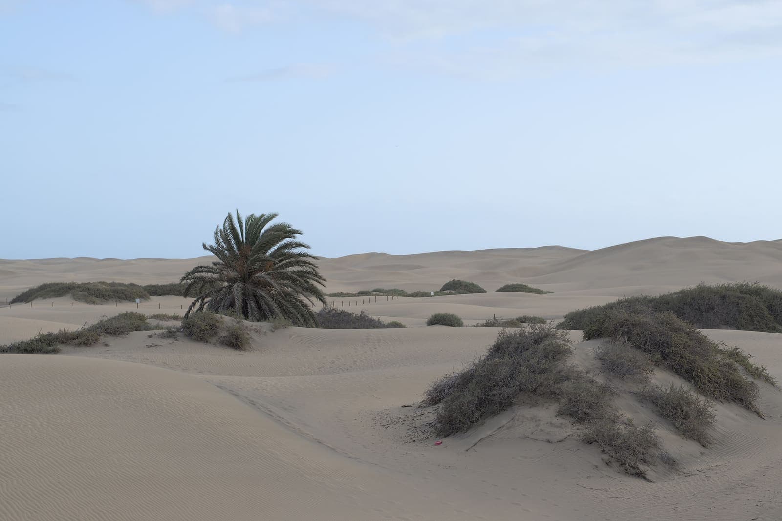 Le dune di Maspalomas con una palma e i cespugli della riserva, sotto il cielo chiaro